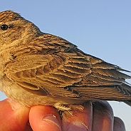 Greater Short-toed Lark